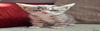 British Shorthair 2