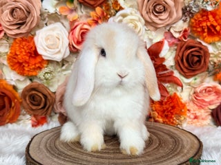 Mini Lop rabbits VACCINATED PUREBRED MINI LOP BUNNIES - Advert 11