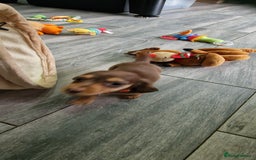 Miniature Dachshund dogs for sale: Miniature Dachshund puppies Longhaired & Smooth  - Image 22