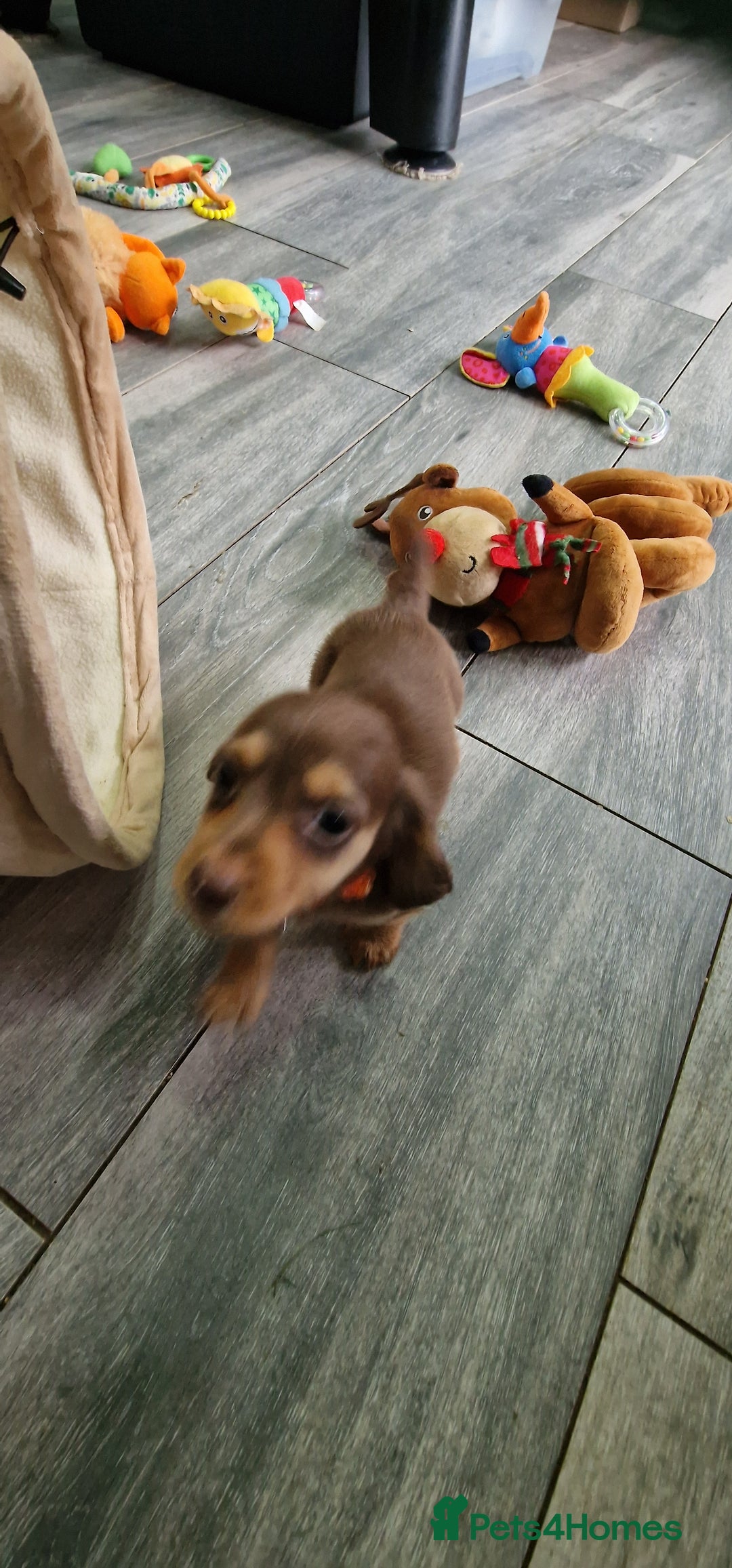 Miniature Dachshund dogs for sale: Miniature Dachshund puppies Longhaired & Smooth  - Image 22