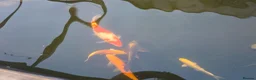 Koi Carp fish for sale: 5 koi and 1 orange orf  - Advert 1