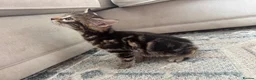 Bengal cats for sale: Bengal x  - Advert 16