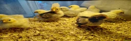 Chickens poultry for sale: Pekin chicks for sale unsexed 1 week old on heat  - Advert 2