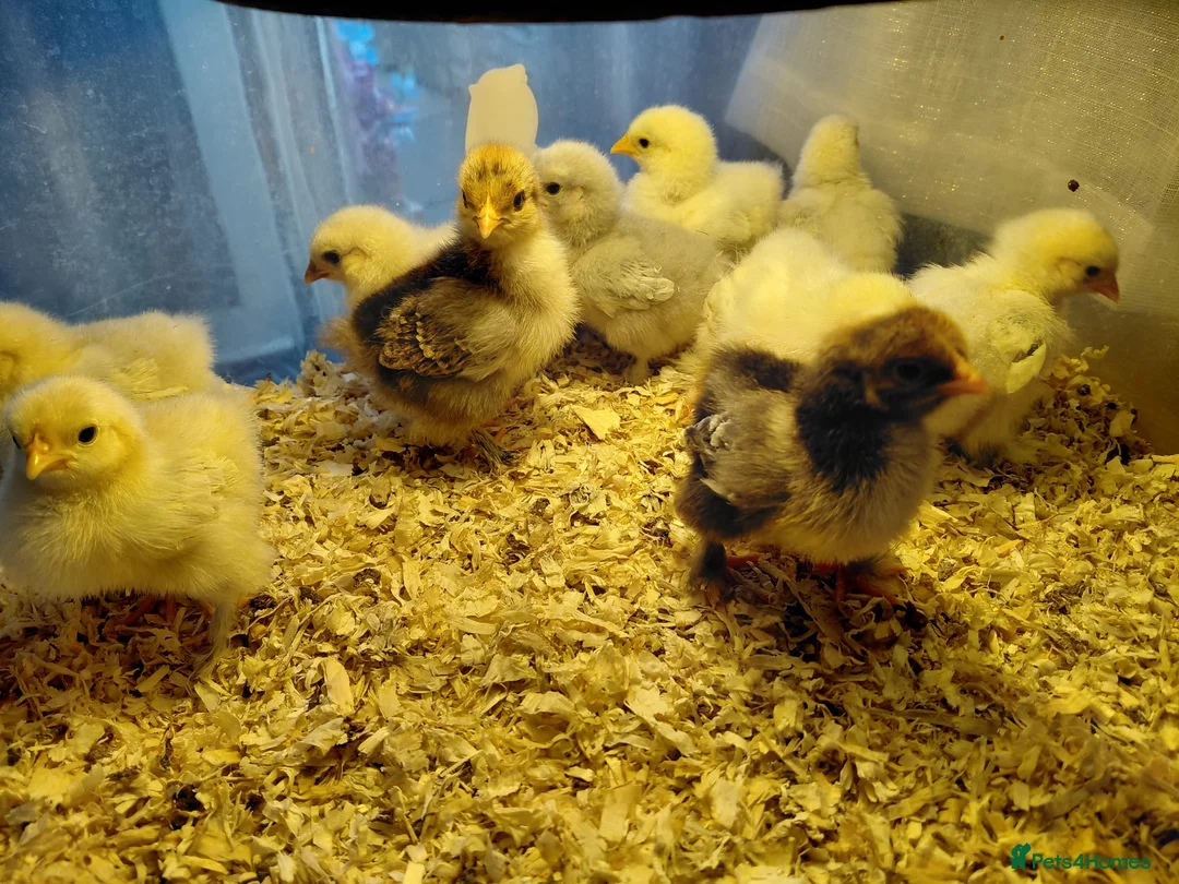 Chickens poultry for sale: Pekin chicks for sale unsexed 1 week old on heat  - Advert 2