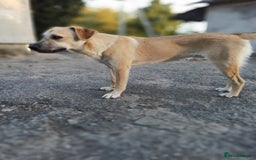 Mixed Breed dogs for adoption: 💙🐶 DAN 🐶💙 - Image 12