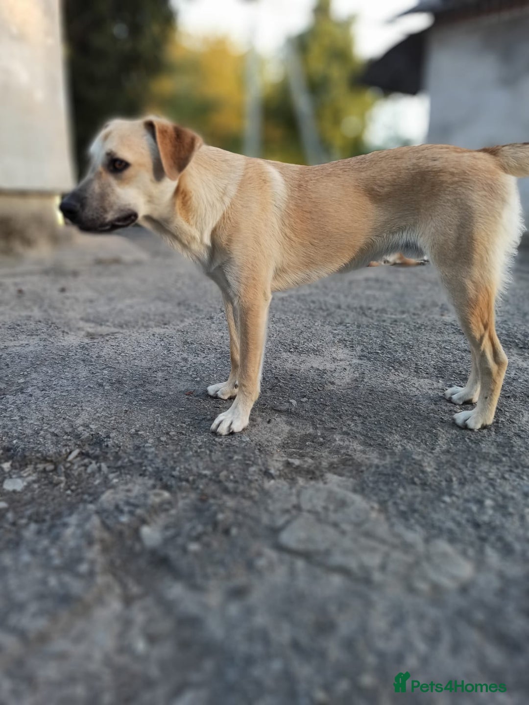 Mixed Breed dogs for adoption: 💙🐶 DAN 🐶💙 - Image 12