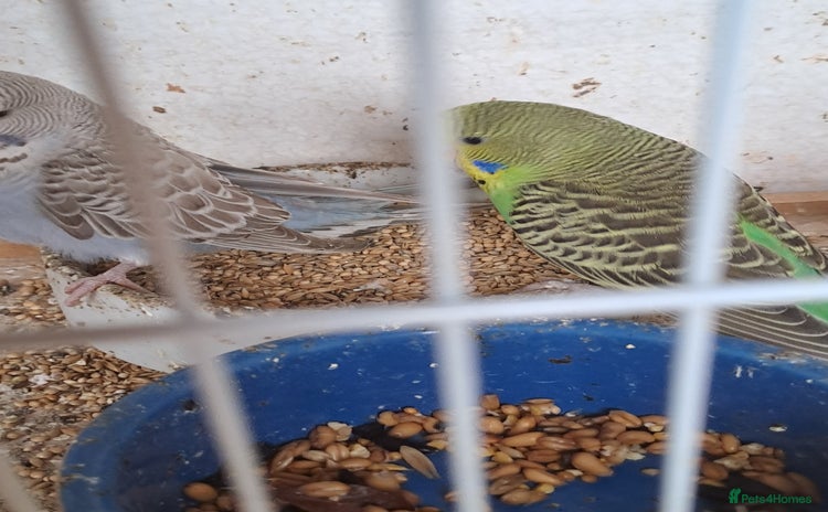 Budgerigars birds - Advert 3