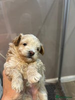 Maltipoo dogs Teeny tiny maltipoo babies 🧸 - Advert 10