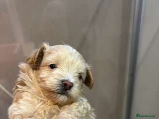 Maltipoo dogs Teeny tiny maltipoo babies 🧸 - Advert 14