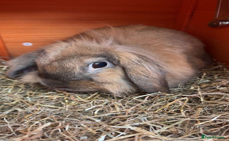 English Lop rabbits - Advert 1