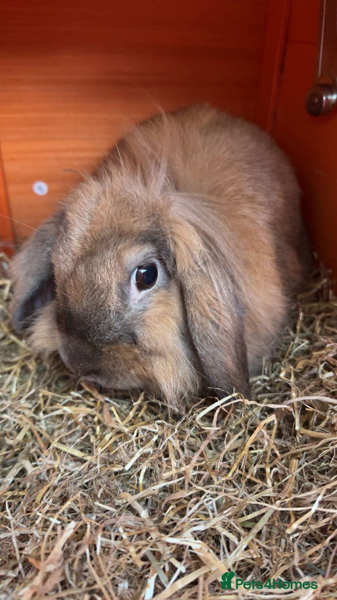 English Lop rabbits for sale: Female rabbit looking to rehome - Image 1