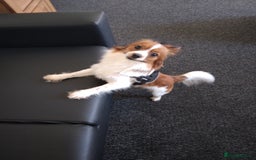 Mixed Breed dogs for sale: Beautiful  - Image 1