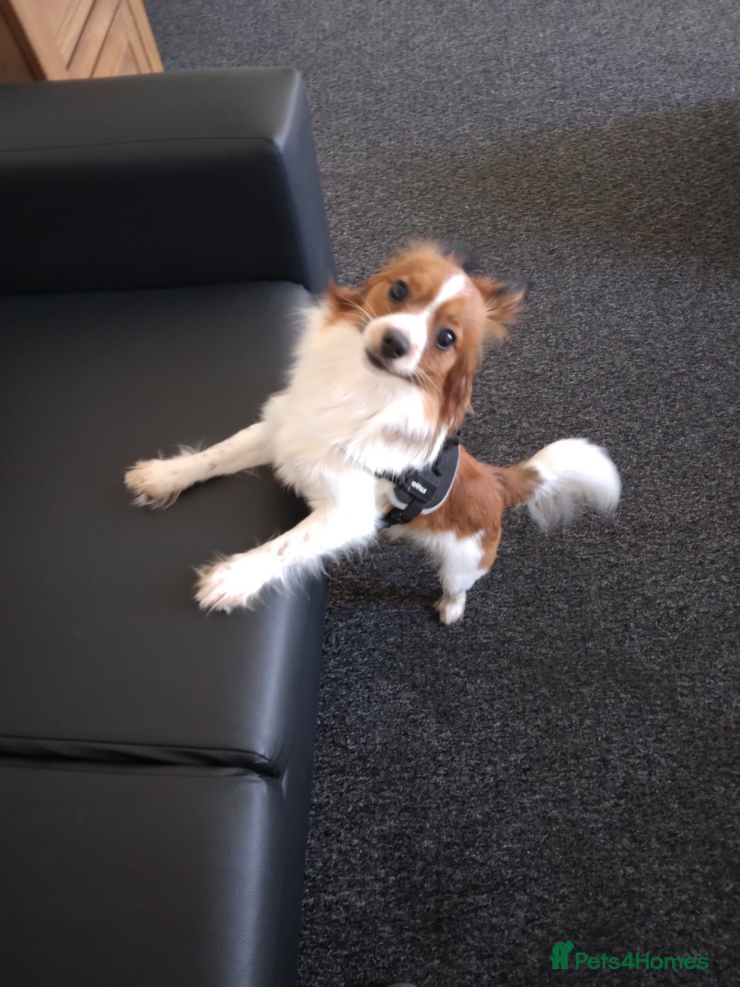 Mixed Breed dogs for sale: Beautiful  - Image 1