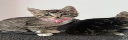 Ragcoon cats for sale: Mainecoon ragdolls  - Advert 12
