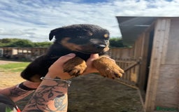 Rottweiler dogs for sale: beautiful pedigree rottweilers  - Image 3