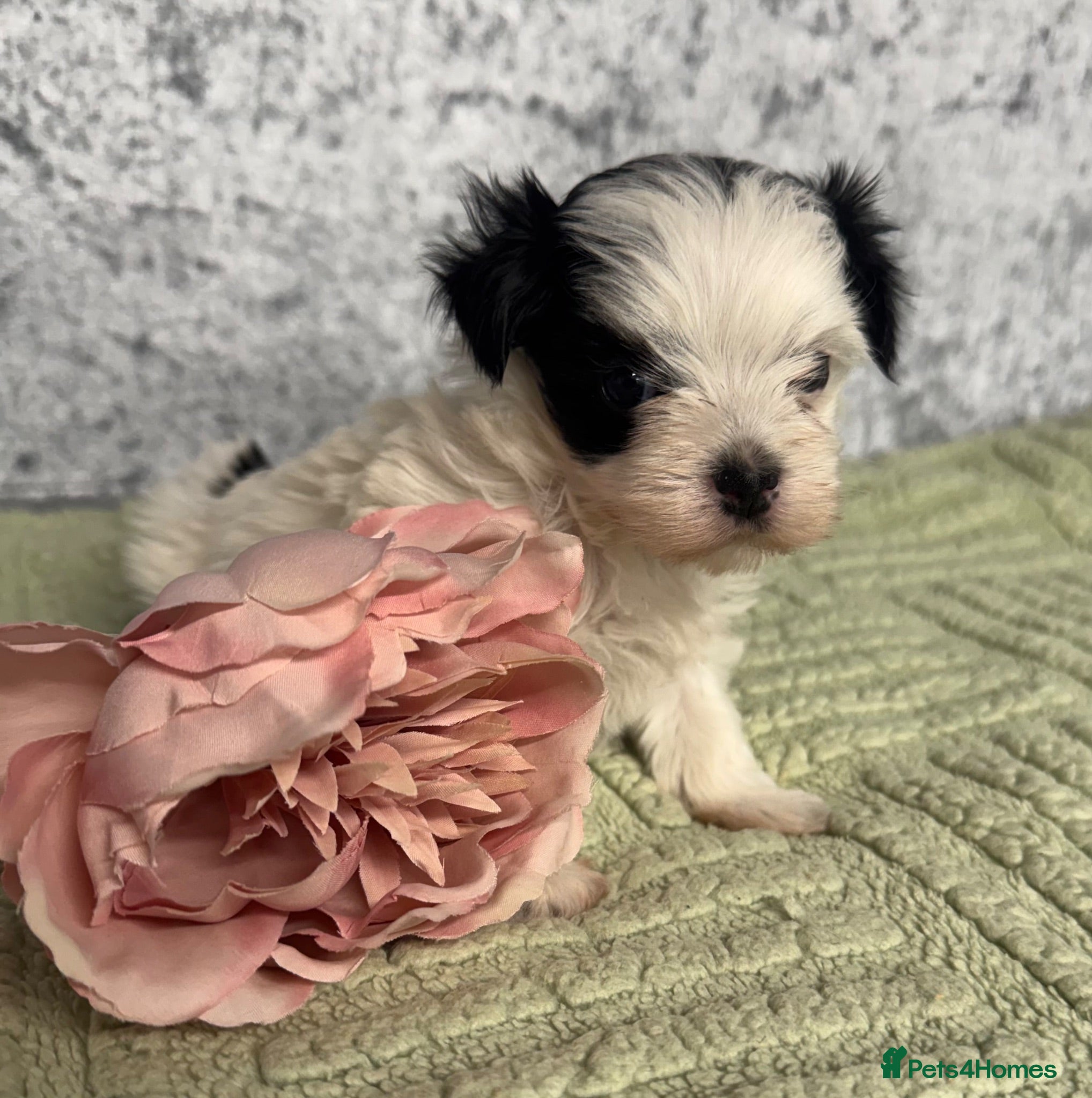 Yorkshire Terrier dogs Yorkie x Maltese  - Advert 8