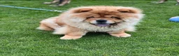 Chow Chow dogs for sale: Male Red Chow Chow - Advert 5