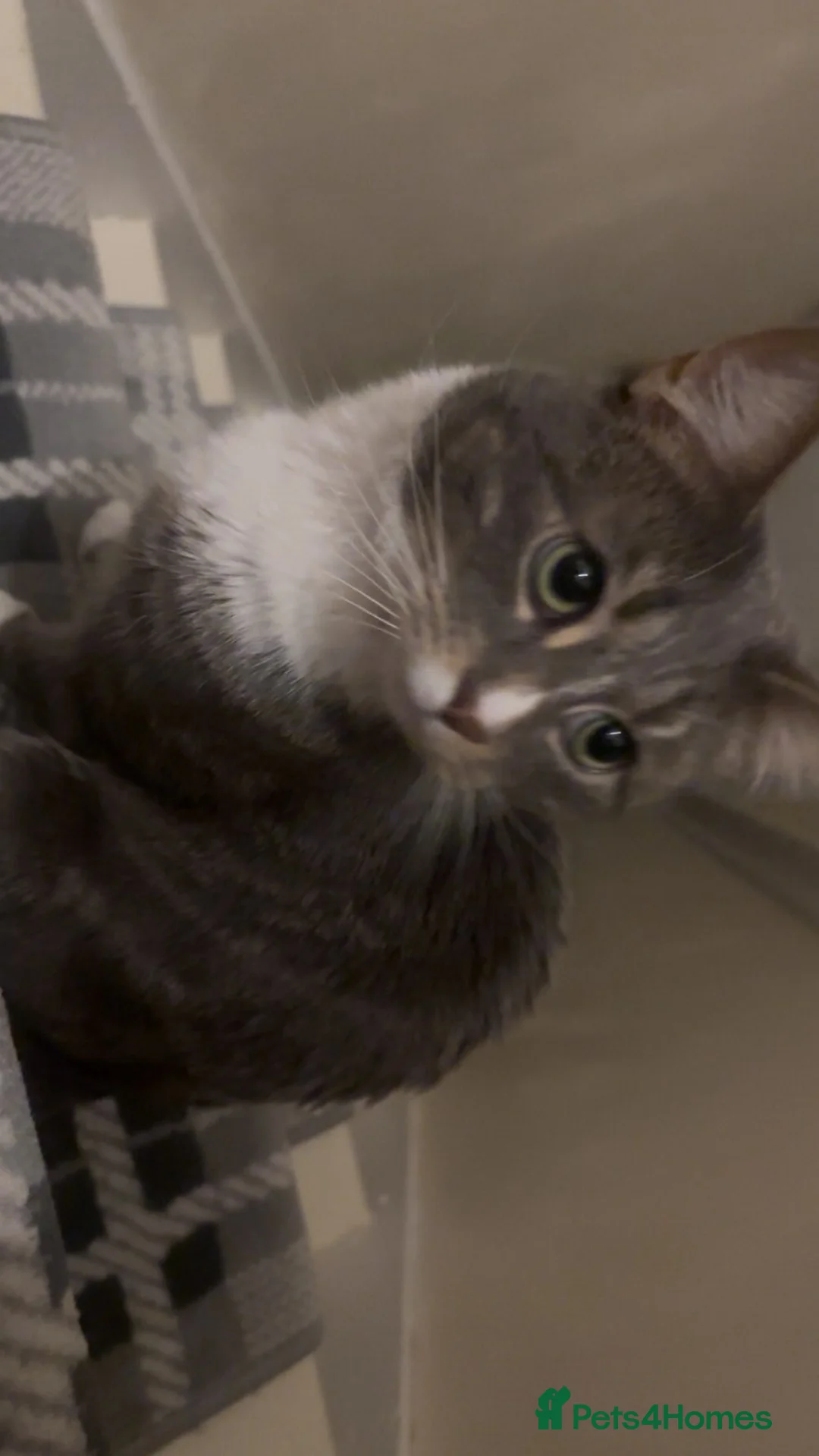 Mixed Breed cats for sale: Two male cats for rehome  - Advert 1