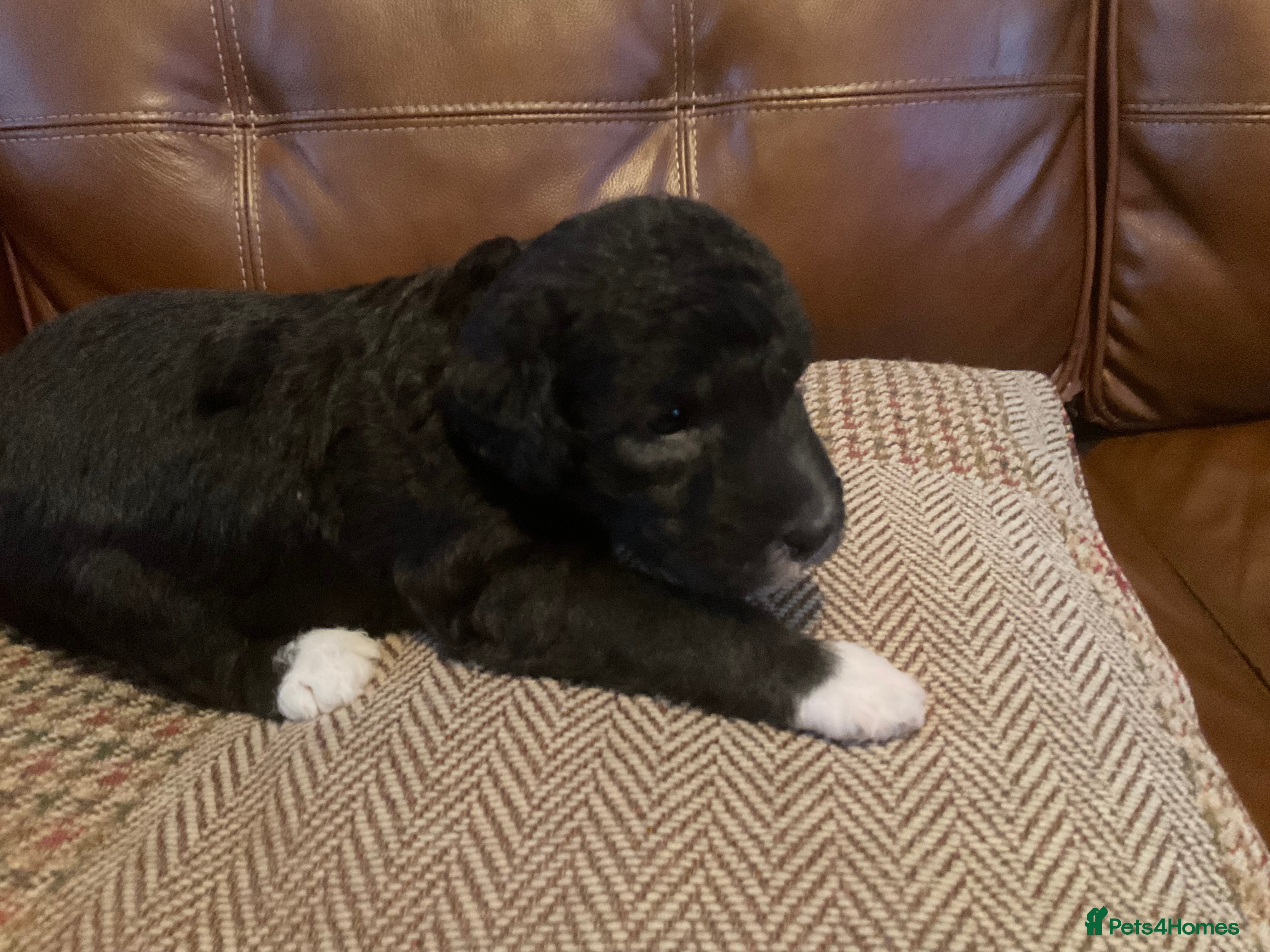 Bedlington Terrier dogs 4 bedlington puppies for sale  - Advert 18