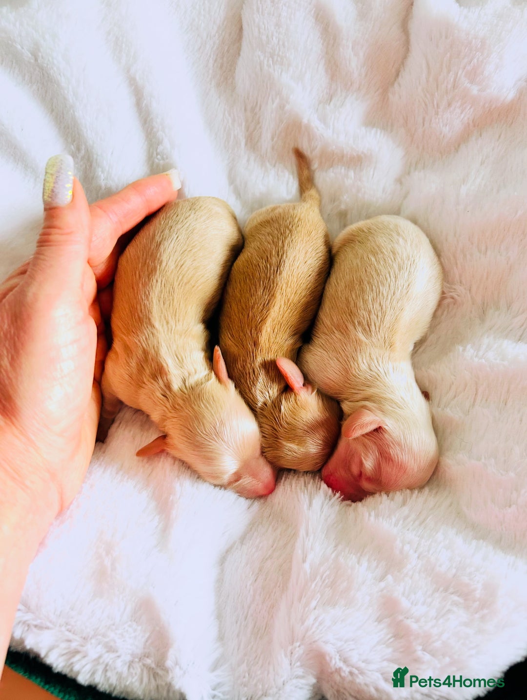 Miniature Dachshund dogs for sale: Creams  -5 Star Breeder ⭐️⭐️⭐️⭐️⭐️ - Advert 8