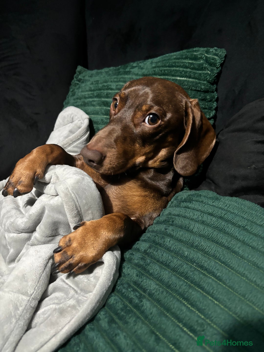 Dachshund dogs for sale: Rolo and Roxy are 3 years old and need a new home - Advert 16