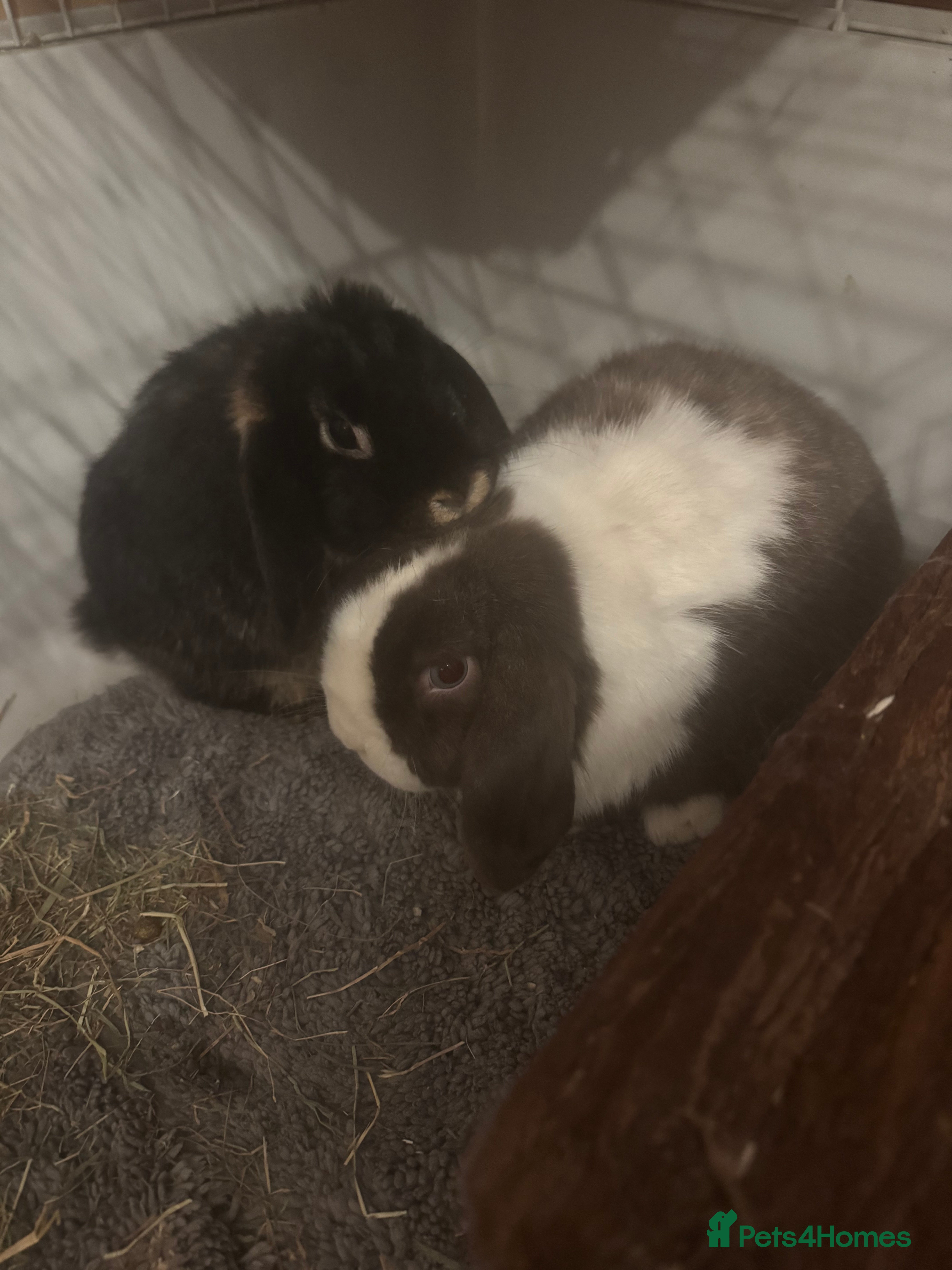 Mini Lop rabbits Male and female Bonded Pair of Rabbits - Advert 1