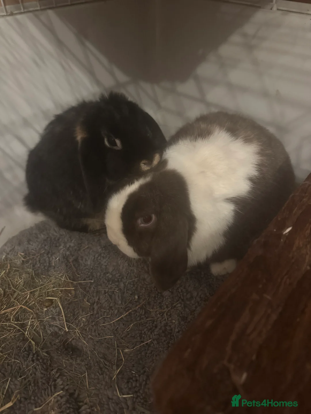 Mini Lop rabbits for sale: Male and female Bonded Pair of Rabbits - Advert 1