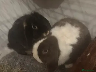 Mini Lop rabbits Male and female Bonded Pair of Rabbits - Advert 1