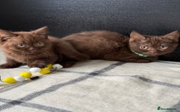 Brazilian Shorthair cats for sale: GCCF Reg British Shorthair Kittens (Males) - Image 9