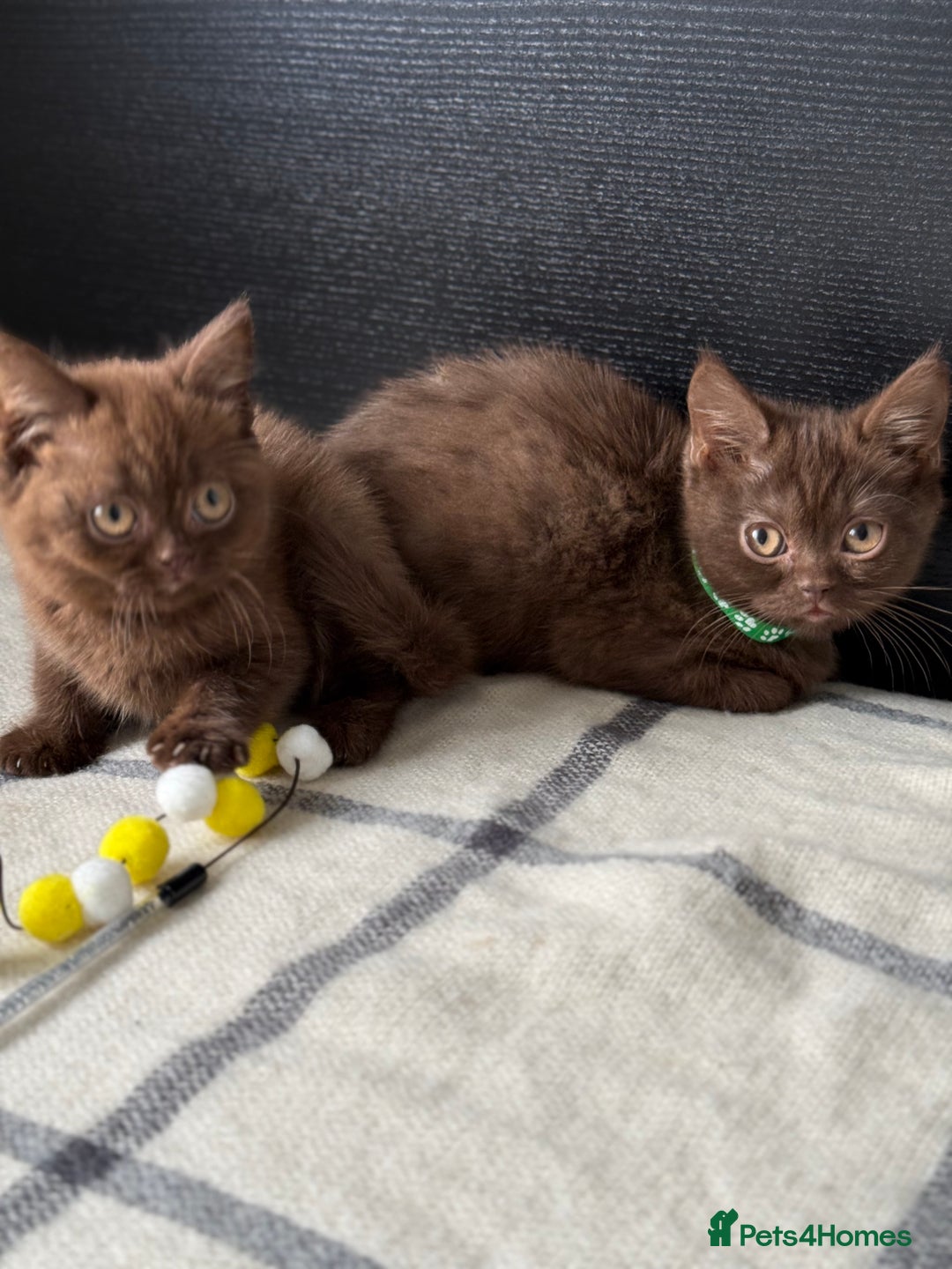 Brazilian Shorthair cats for sale: GCCF Reg British Shorthair Kittens (Males) - Image 9