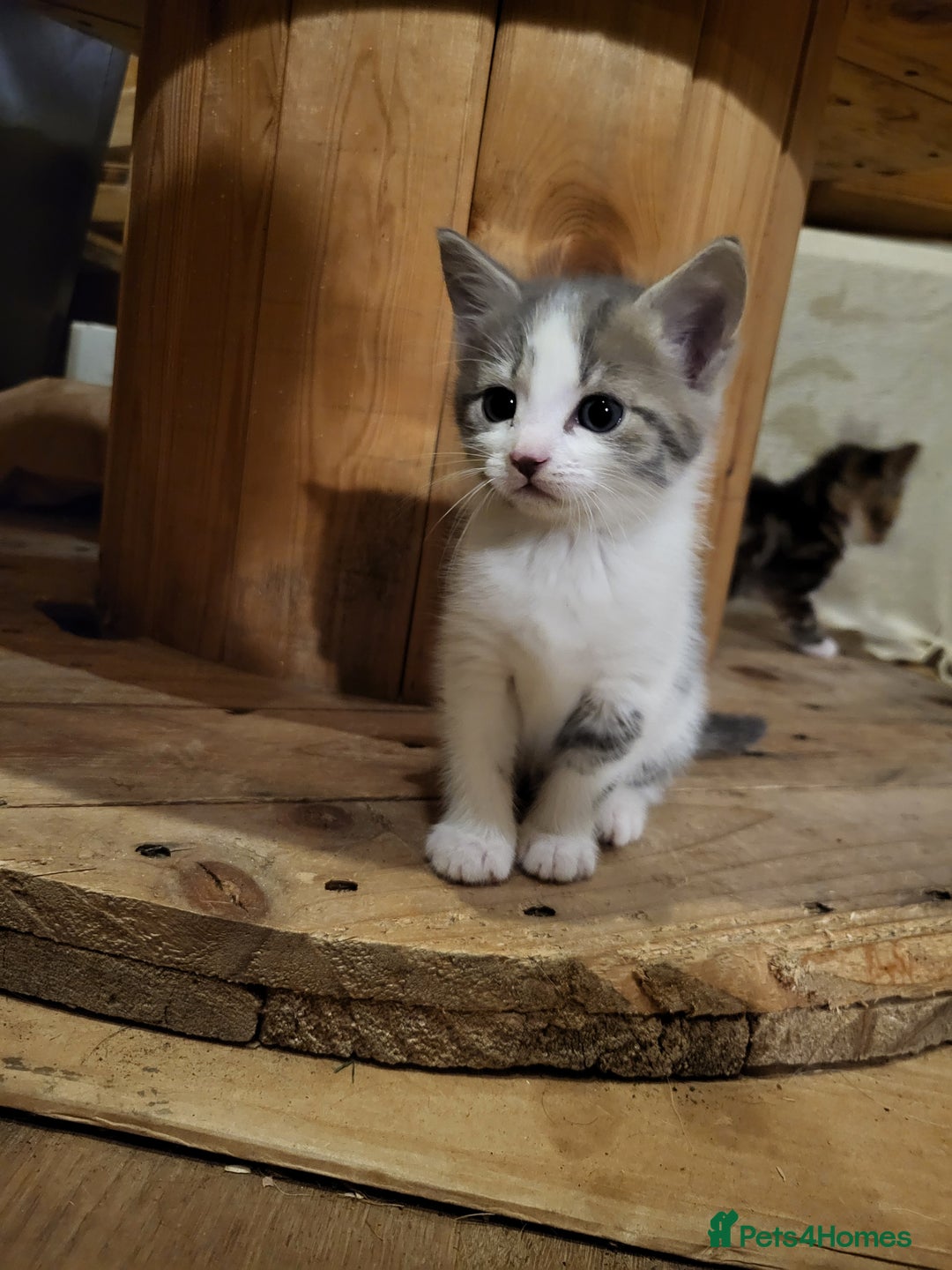 Mixed Breed cats for sale: Mixed kittens for sale, wide range of variety. - Advert 13