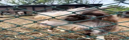 Goats livestock for sale: Billy goat  - Advert 2