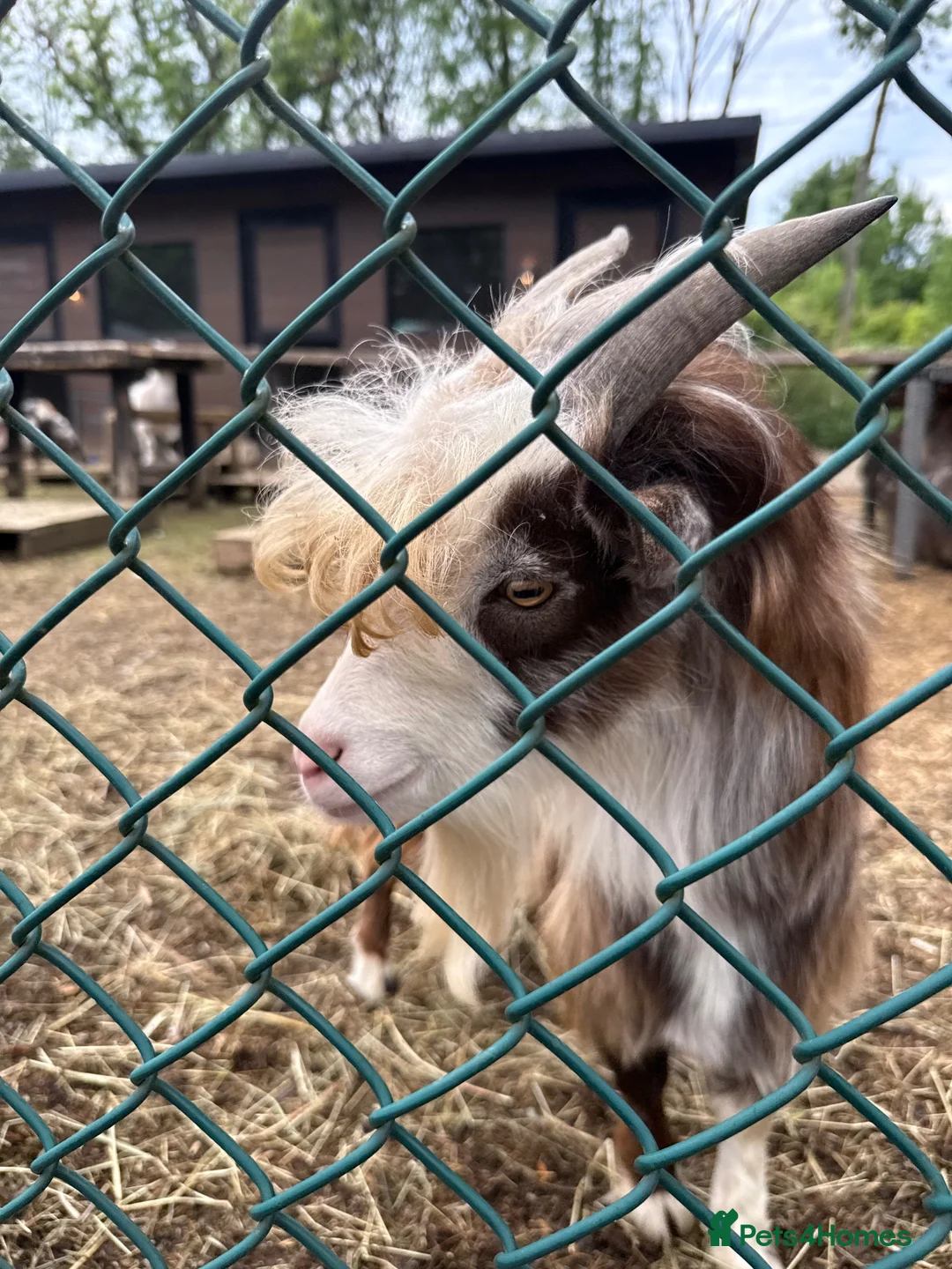 Goats livestock for sale: Billy goat  - Advert 2