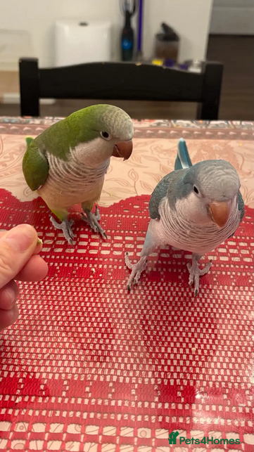 Parrots birds Sweet Pair of Quaker Parrots (Bonded) - Advert 5