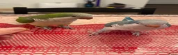 Parrots birds for sale: Sweet Pair of Quaker Parrots (Bonded) - Advert 1