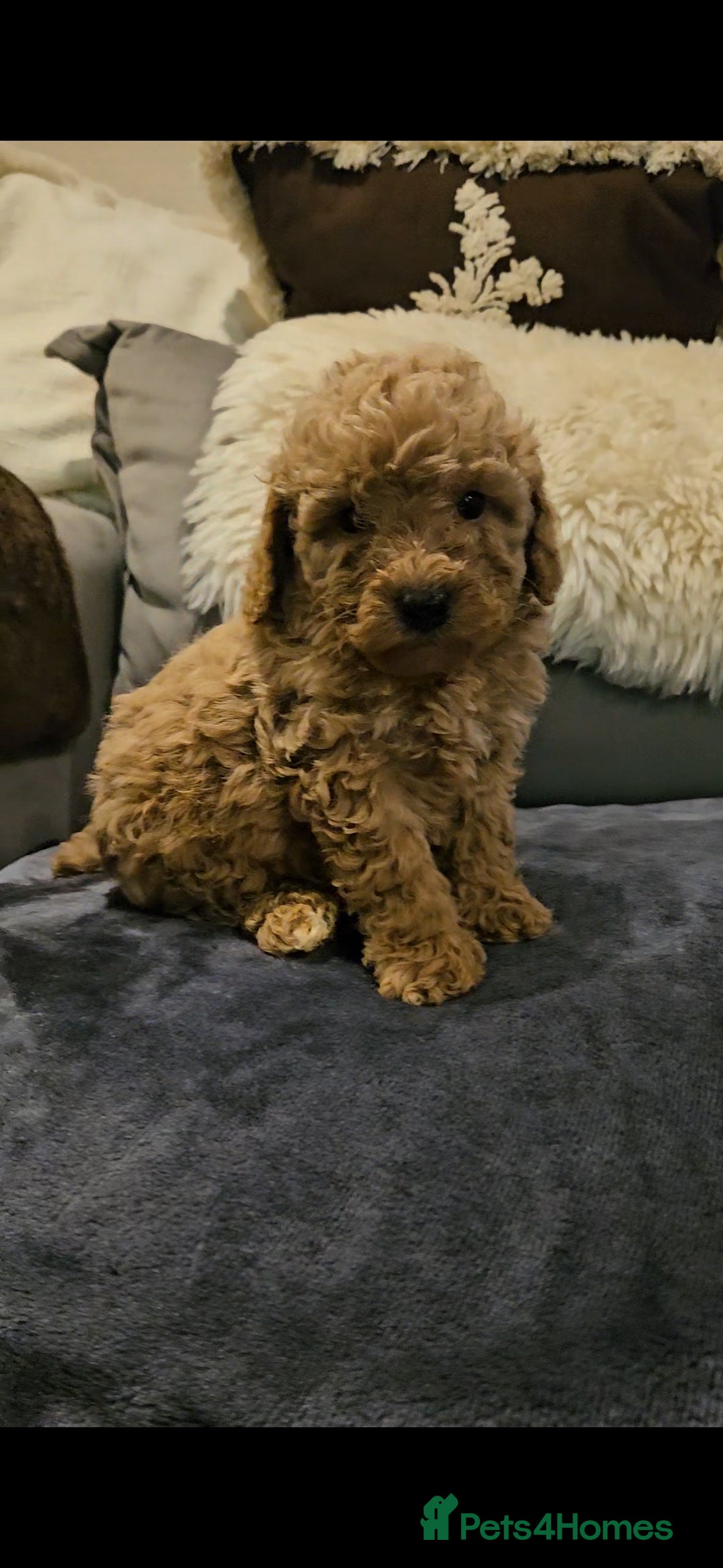 Maltipoo dogs for sale: F1b maltipoo puppies - Image 13