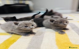 British Shorthair cats for sale: Adorable kittens - Image 10