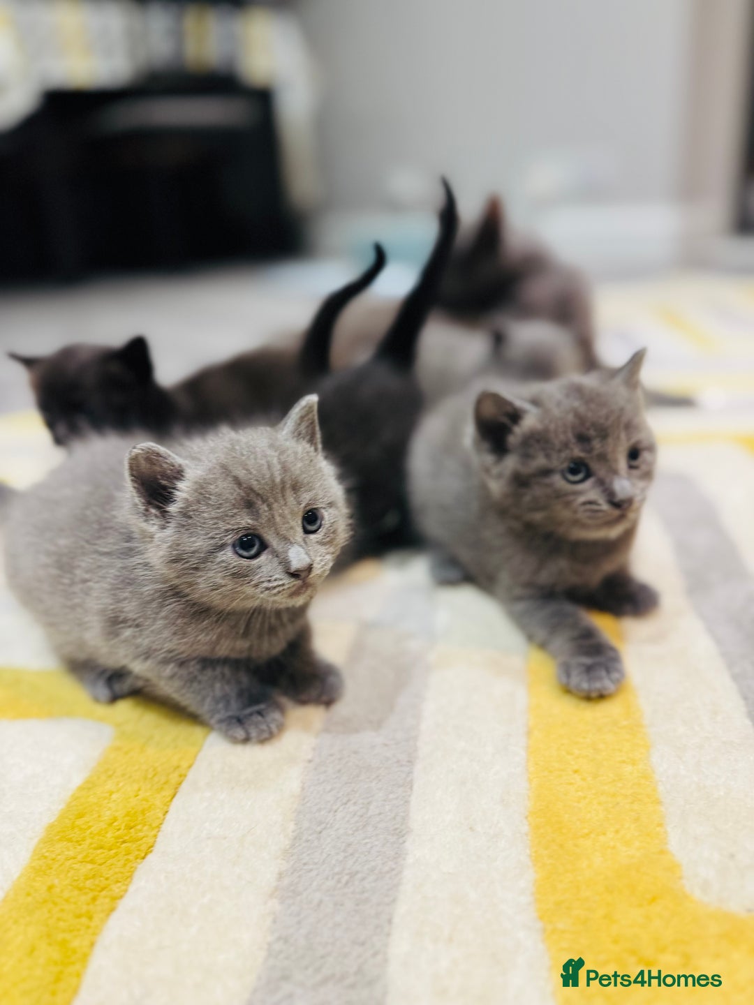British Shorthair cats for sale: Adorable kittens - Image 10