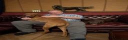 Hungarian Vizsla dogs for sale: KC Viszla needs rehoming 1 year 2 months - Advert 7