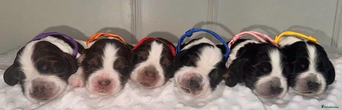 Cocker Spaniel dogs 🐾Six Beautiful KC Show Cocker Spaniels Puppies 🐾 - Advert 1
