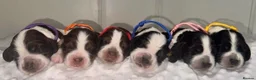 Cocker Spaniel dogs for sale: 🐾Six Beautiful KC Show Cocker Spaniels Puppies 🐾 - Advert 1
