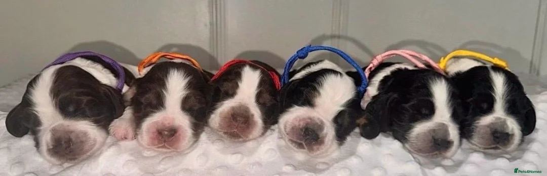 Cocker Spaniel dogs for sale: 🐾Six Beautiful KC Show Cocker Spaniels Puppies 🐾 - Advert 1