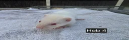 Ferret rodents for sale: New Kits Ready To Go  - Advert 18