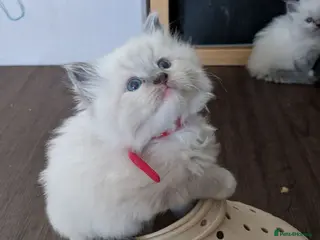 Ragdoll cats Ragdoll home reared kittens - Advert 1