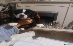 Olde English Bulldogge dogs for sale: Beautiful Litter OLDE ENGLISH BULLDOG  - Image 14