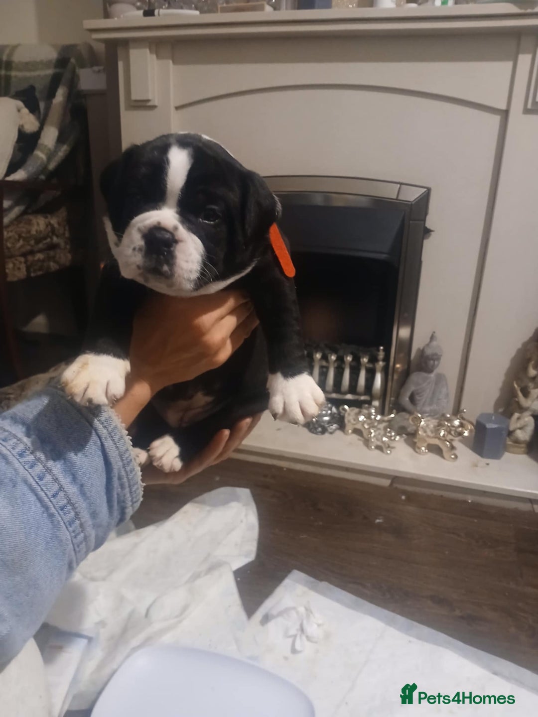 Olde English Bulldogge dogs for sale: Beautiful Litter OLDE ENGLISH BULLDOG  - Image 14
