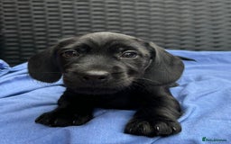 Miniature Dachshund dogs for sale: READY NOW MINI WIRE DACHSHUNDS PRALAFORA CLR K REG - Image 3