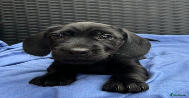 Miniature Dachshund dogs - Advert 4