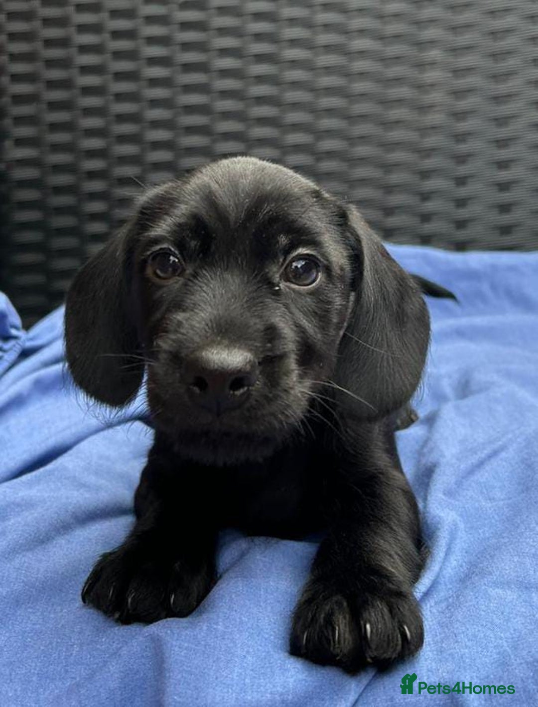 Miniature Dachshund dogs for sale: READY NOW MINI WIRE DACHSHUNDS PRALAFORA CLR K REG - Image 3