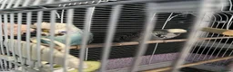 Budgerigars birds for sale: Two beautiful young budgies plus cage free  - Advert 4